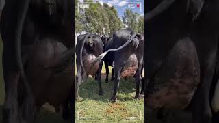 Vacas Lecheras Todo Lo Que Necesitas Saber Sobre Su Crianza Y Producción De Leche