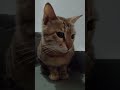 playing with 🐈  meeoooww #funny  #animals #cat #catshorts #meow