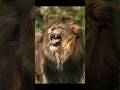 Why The Lion Is The True King Of The Jungle 