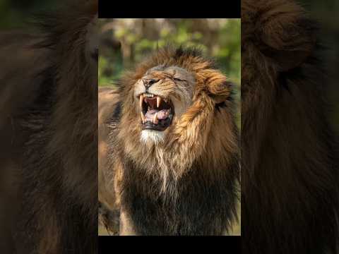 ليه الأسد هو ملك الغابة الحقيقي ليه الأسد هو ملك الغابة الحقيقي
