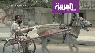 صباح العربية | تعرفوا على الحمار النجم