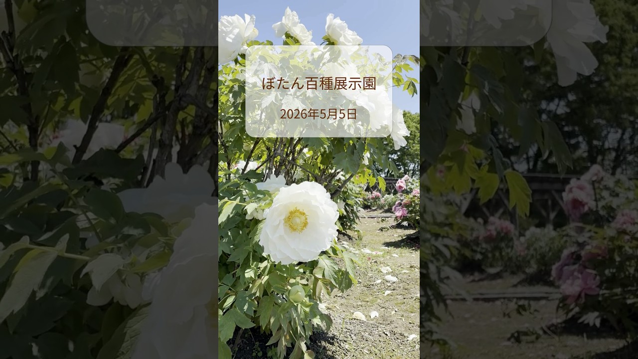 【五泉】ぼたん百種展示園 #五泉市 #ぼたん #shorts