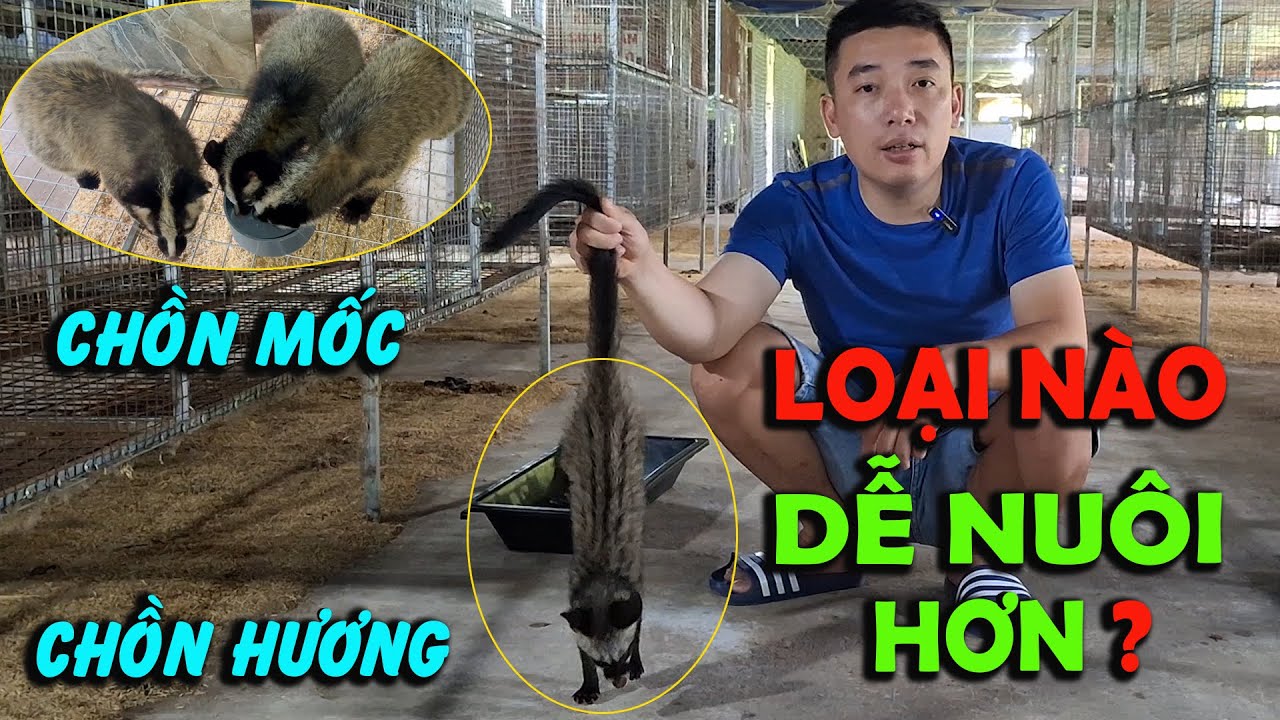 Giữa Chồn Mốc Và Chồn Hương Con Nào Dễ Nuôi Và Cho Hiệu Quả Kinh Tế Cao ...