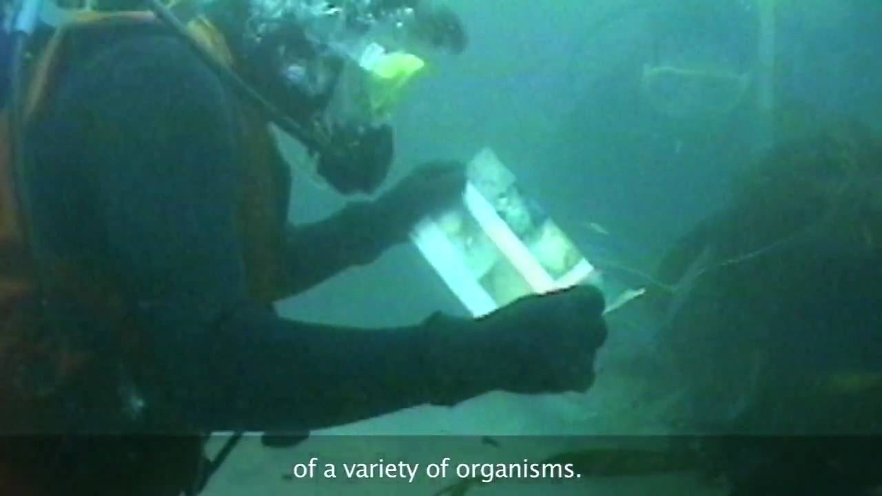 underwater forests youtube