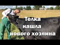 Продали корову. Почему?