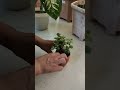 मां लक्ष्मी का प्रिय पौधा अपने घर में जरूर लगाएं #jade plant || lucky 💰🪴#homegardening #viralplzz