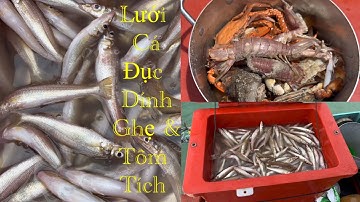 Tập 2 | giác lưới may mắn | lưới cá đục | hoàng Phú quốc