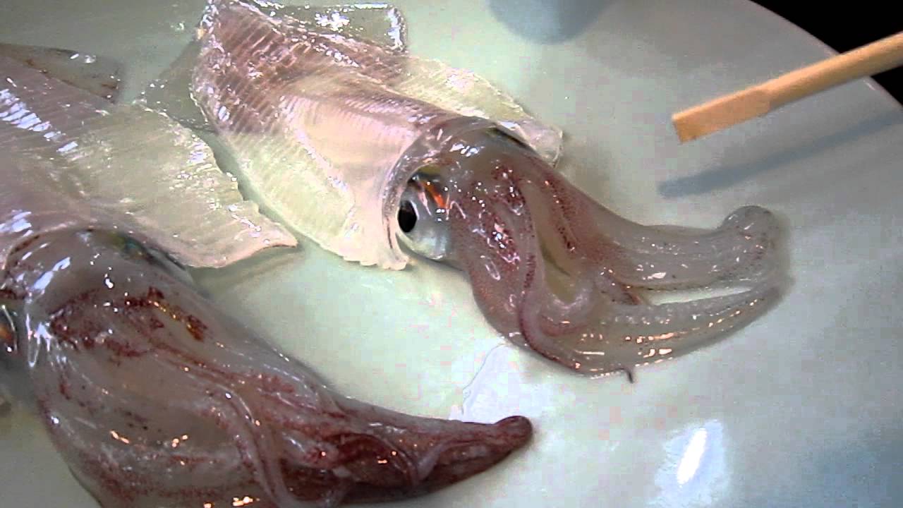 Live squid sashimi part 1