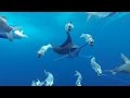 Gopro awards marlin encounter