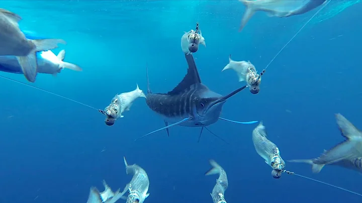 GoPro Awards: Marlin Encounter