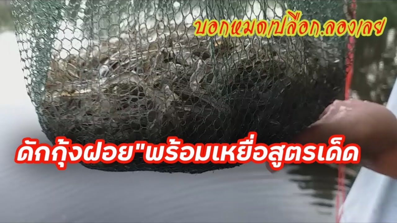 ดักกุ้งฝอย และส่วนผสมเหยื่อดักกุ้ง แบบละเอียด ดักกุ้งด้วยเหยื่อสูตรเด็ด สูตรนี้ได้ผล100%