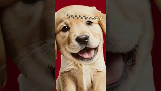 LIKE FOR MORE DOG VIDEOS AND SUBSCRIBE FOR MORE PUPPY VIDEOS! #puppylife