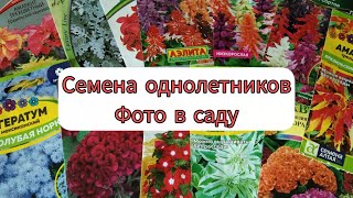 ОДНОЛЕТНИКИ! Какие однолетние цветы я сеяла и что у меня выросло.