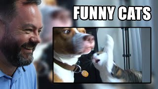 BRITS React to the Funniest Mean Cats 😹