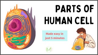 Parts of a human cell | In just 5 minutes | Medinare