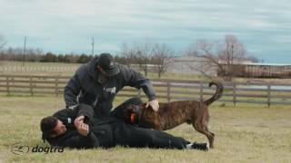 Ep.7  K9 Dog Training with Mike Ritland: Bite Training