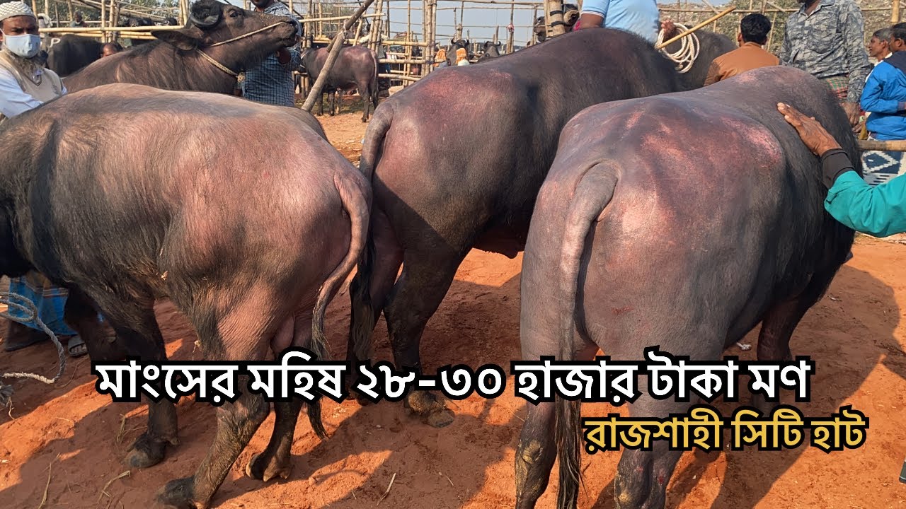মাংসের মহিষের বর্তমান বাজার দর | ১১ জানুয়ারী ২০২৬ 