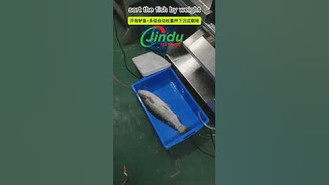 Crab Seafood Weight sorter sorting machine  conveyor system #machine #crab #food #equipment #fish