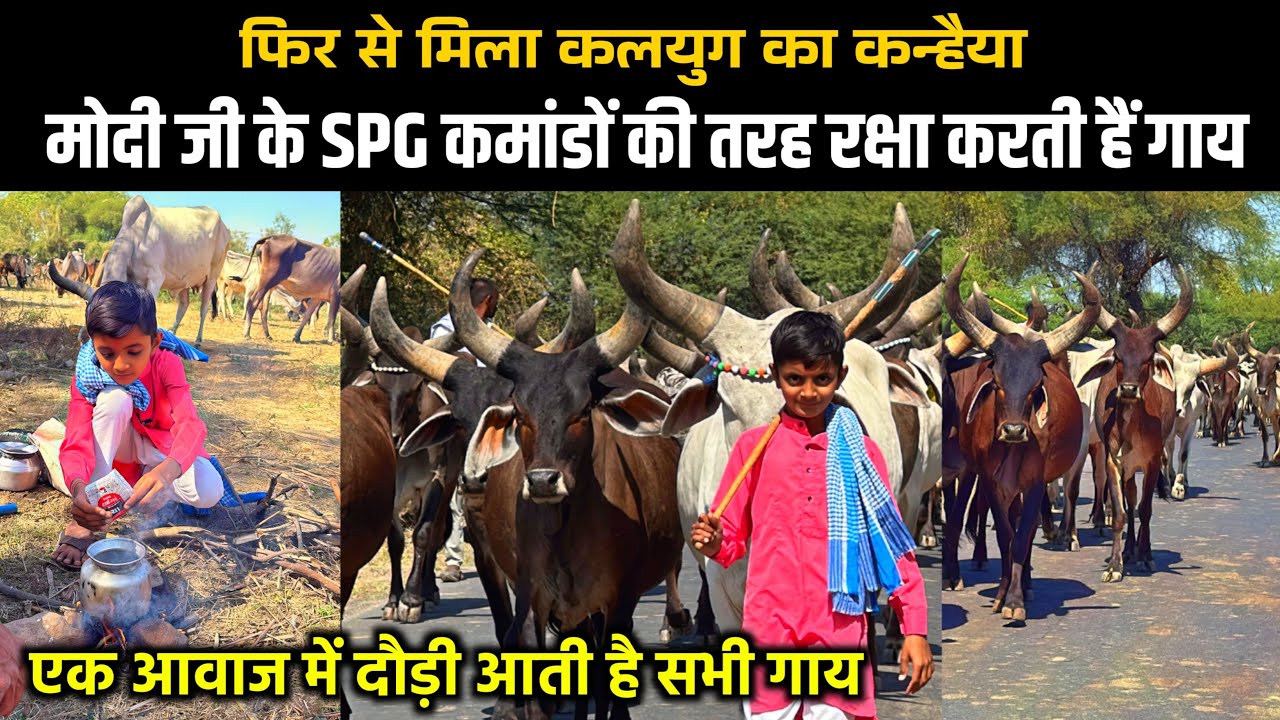 कलयुग के कन्हैया 🙏 || सैकड़ों गाय की सेना चलती है नन्हे किरण के इशारों पर 👍