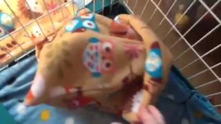 Hedgehog cage tour!