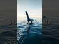 Whispers Under Ice Narwhal Calf Chronicle