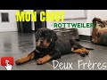 Je suis alle chercher mon chiot rottweiler de 2 mois