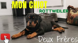 JE SUIS ALLE CHERCHER MON CHIOT ROTTWEILER DE 2 MOIS