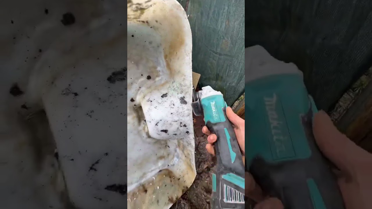 نعجة حاملة شحال تعطي من خرفان