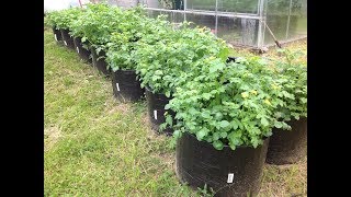 ВЫРАЩИВАНИЕ КАРТОШКИ В МЕШКАХ 2017. От и До... GROWING POTATOES IN BAGS 2017. From and To...