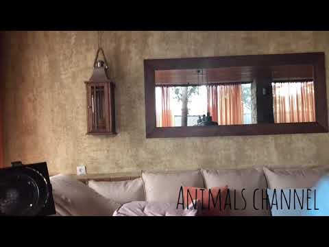 როგორ უნდა მოვუაროთ ინდაურის ჭუკებს? ადვილი არ არის