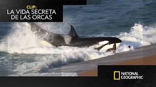 Señora Foca, no se meta a lo hondo 🦭 | LA VIDA SECRETA DE LAS ORCAS | NATIONAL GEOGRAPHIC ESPAÑA