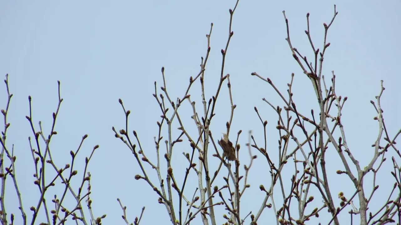 Western Scrub Jay alarm call and flight, Paso Robles, California 