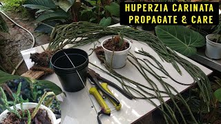 Huperzia Carinata Rumpai Tanaman Hias Gantung #Huperzia