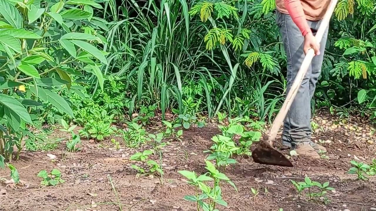 Mais uma tarde de trabalho limpando feijão 🫛🫛👍