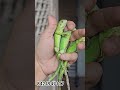 hypo green iguana bebys available in Mumbai quality size 12 inch #iguana #greeniguana #iguanalovers