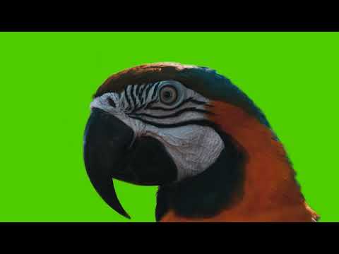 Внимательный попугай. Бесплатные футажи. Новые.