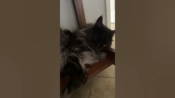Watch the video about Spoil cat🥰 #mainecoon #catlover #bigcat #funny #pet #fyp #animals #crazy #love #kitten