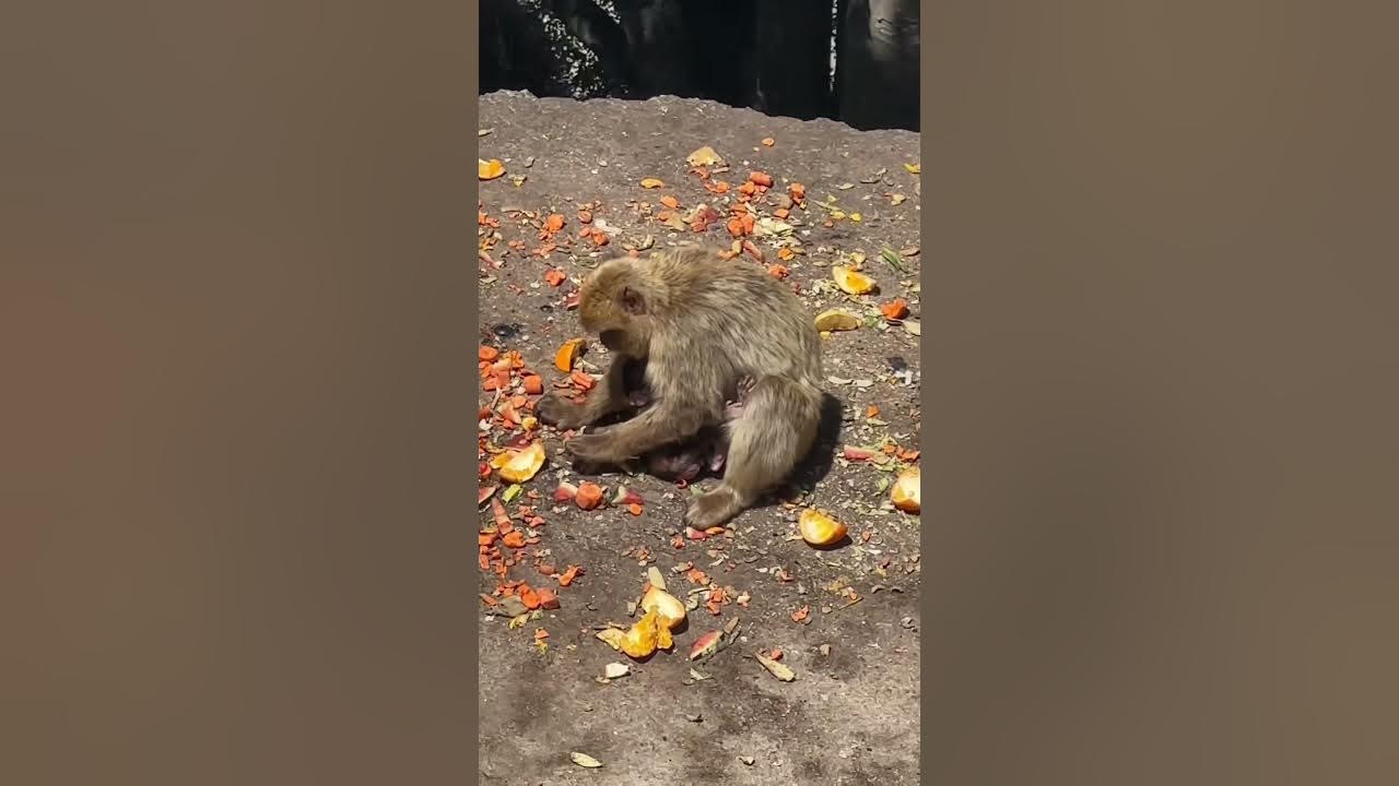 Exploring the Wonders of Gibraltar #travel - YouTube