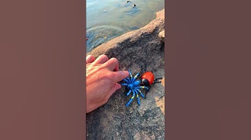 Insect Toy Splash! 💦 Learn Bug & Spider Names for Kids (English)