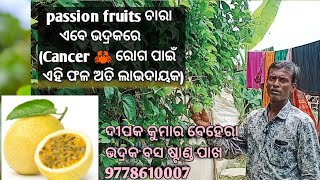 Passion fruits plant available in odisha (ଓଡିଶାରେ passion fruit ଚାରା) screenshot 3