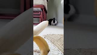 Waking a sleeping rabbit #shorts