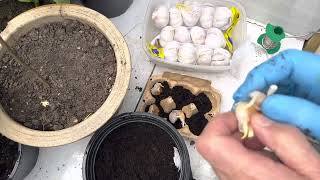 01. How to grow spring Garlic