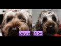How to groom a Cockapoo face - Demo