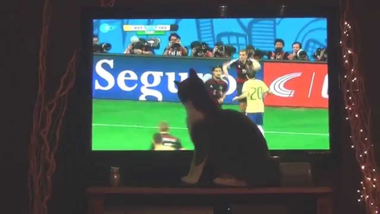 Katze spielt Fußball