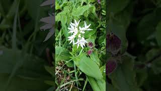 💮WILD GARLIC💮( allium ursinum)