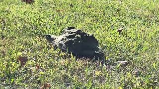 Snapping turtle live action video