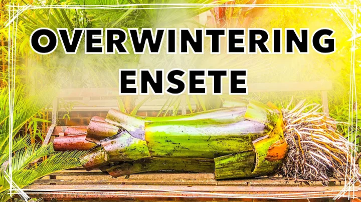 How I Overwinter Ensete ventricosum 'Maurelii’ - Red Banana Plant Winter Care Tips - DayDayNews