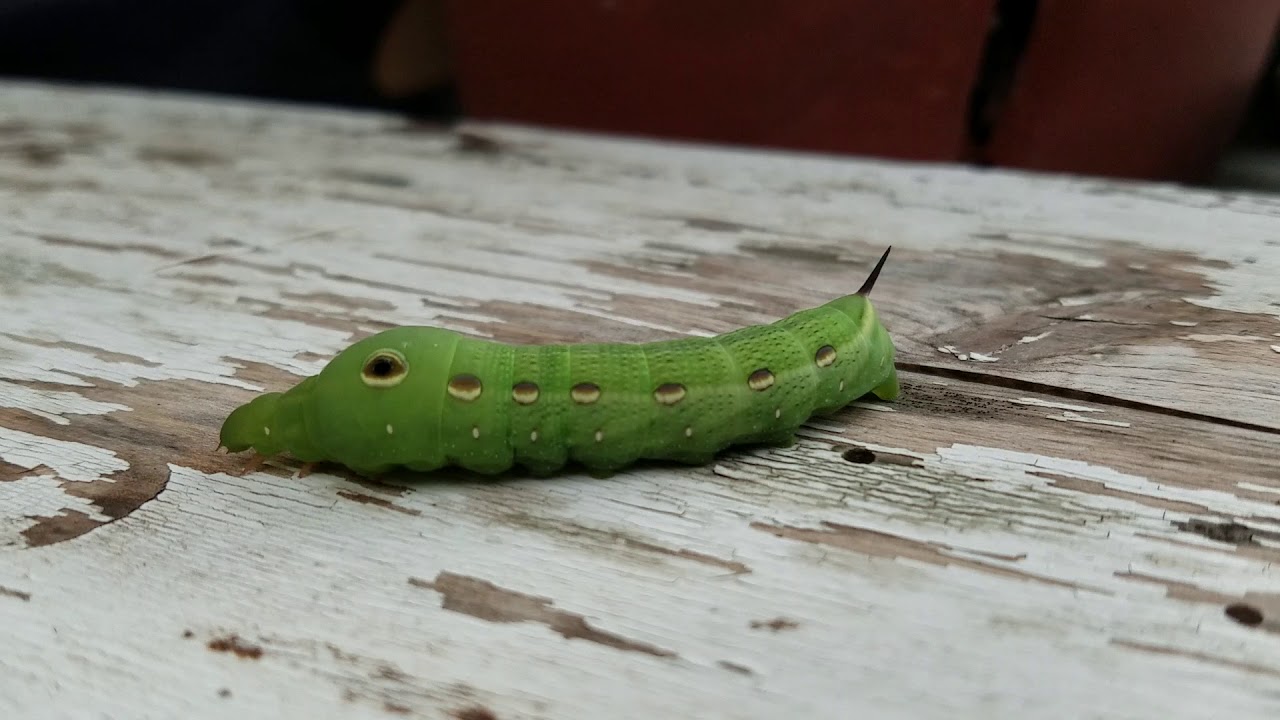 Tiger Swallowtail caterpillar - YouTube