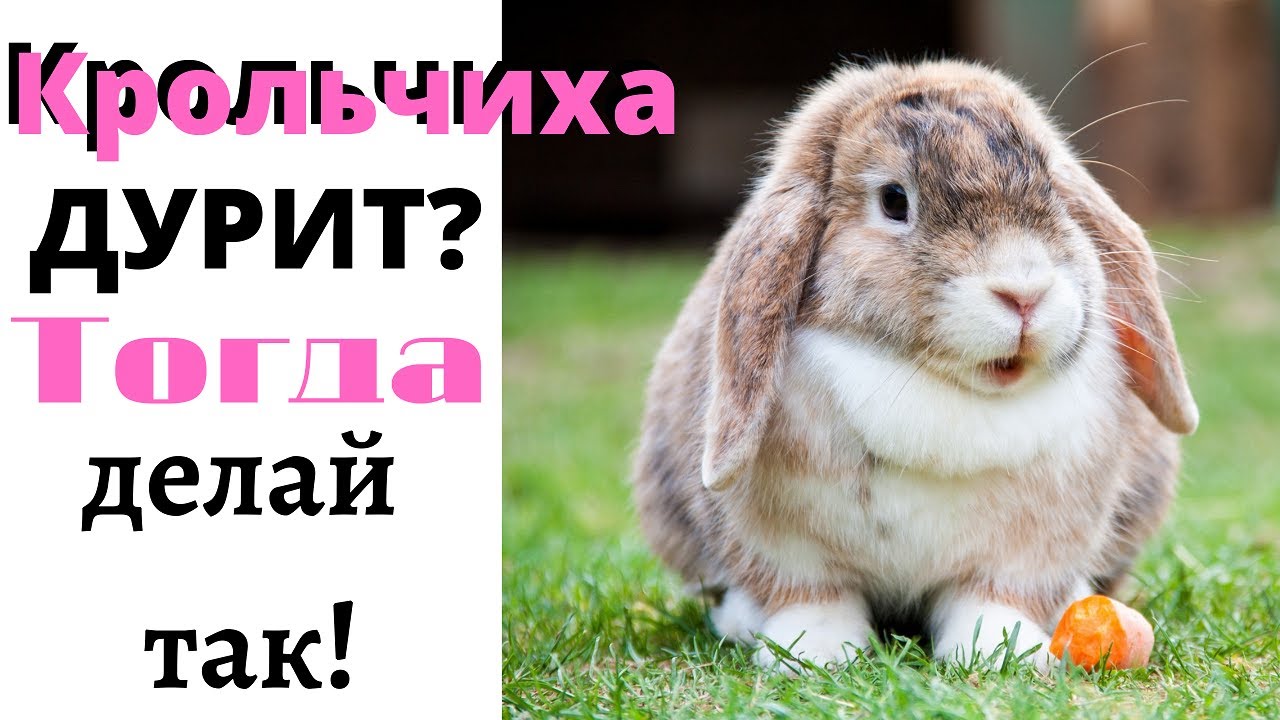 Крольчиха делает глупости? Что делать если крольчиха раскидала крольчат