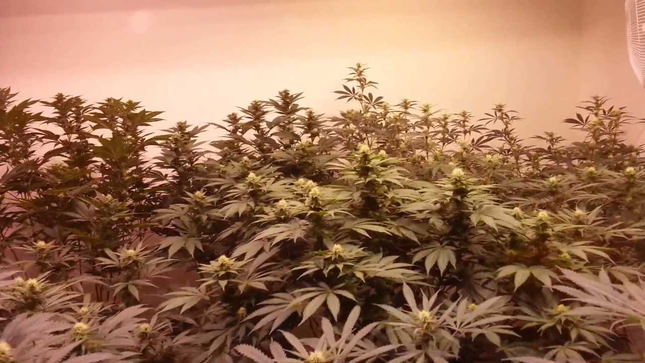 Welcome to The 4K Jungle